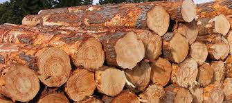 SOLID TIMBER (AUSSIE PINE)